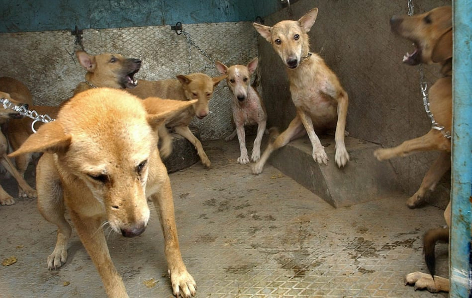 Creating a separate place for stray dogs and providing food and medical  facilities | Crowdfunding India - Social, Crowdfunding & Petition Network -  CrowdKash
